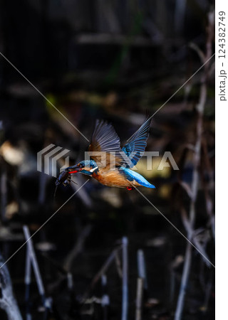 魚を追うカワセミ 124382749