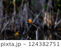 枝に留まるカワセミ 124382751