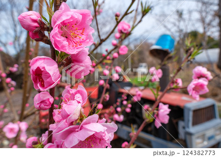 花桃とトラクター 124382773