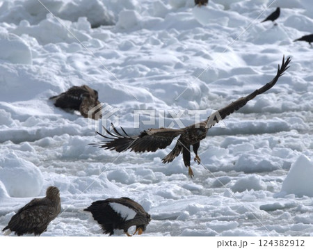 オオタカの獲物を狙うオジロワシ オオタカの獲物を狙うオジロワシ 124382912