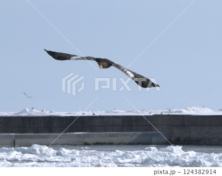 オオタカ飛来 オオタカ飛来 124382914