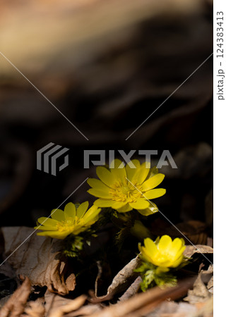 早春の里山に咲くフクジュソウ 早春の里山に咲くフクジュソウ 124383413