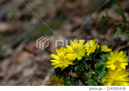早春の里山に咲くフクジュソウ 124383436
