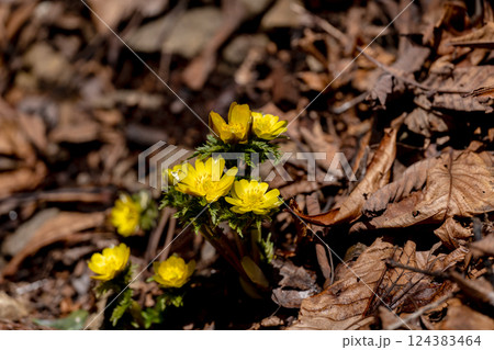 早春の里山に咲くフクジュソウ 124383464