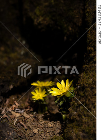 早春の里山に咲くフクジュソウ 124383481