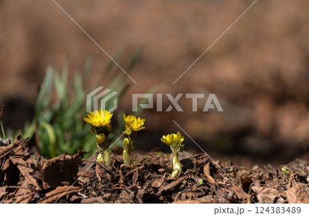 早春の里山に咲くフクジュソウ 124383489