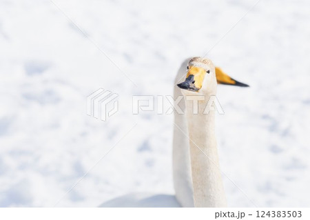 北海道の春に訪れるハクチョウ 124383503