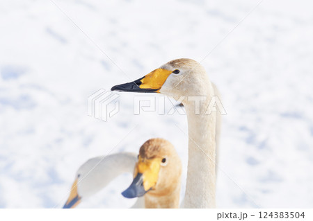北海道の春に訪れるハクチョウ 124383504