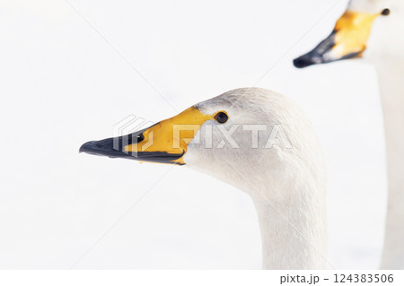 北海道の春に訪れるハクチョウ 124383506