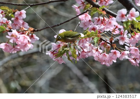 桜とメジロ 124383517