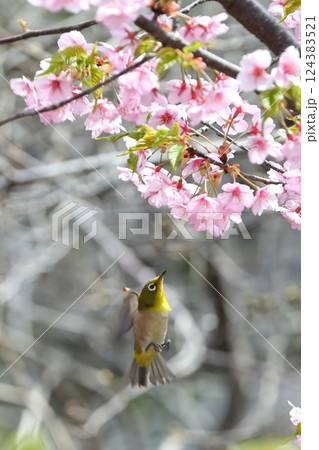 桜とメジロ 124383521