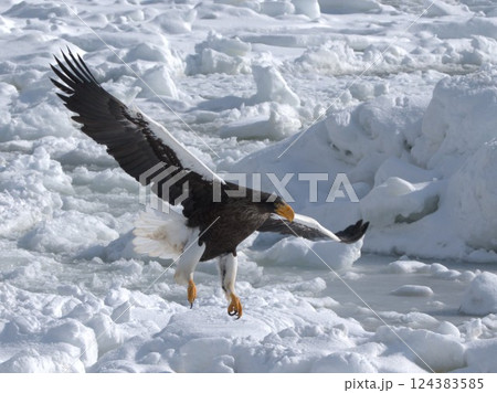 飛来狙うオオワシ 124383585
