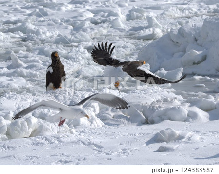 争奪戦オオワシ 124383587