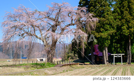 春を迎えた おしら様と枝垂れ桜 秋田県 春を迎えた おしら様と枝垂れ桜 秋田県 124383666