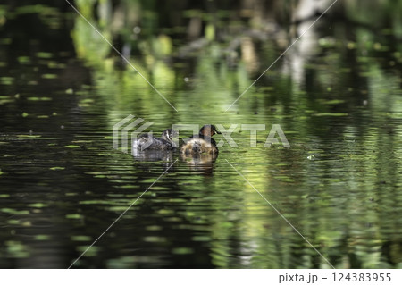 子育てしているカイツブリ 124383955