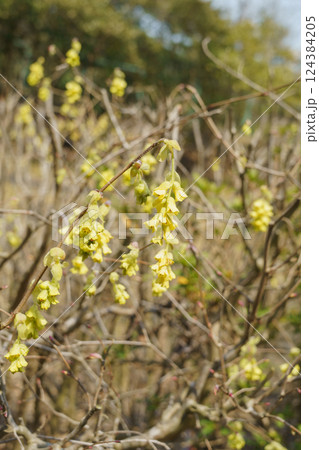 春に咲くトサミズキの花 124384205