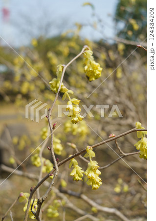 春に咲くトサミズキの花 124384209