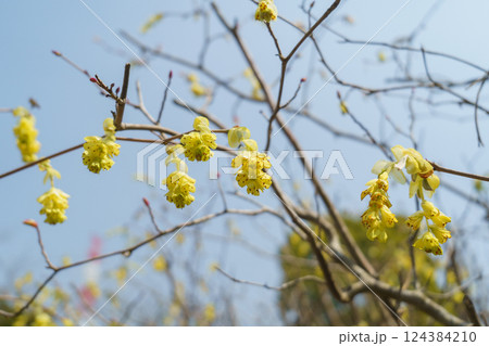春に咲くトサミズキの花 春に咲くトサミズキの花 124384210