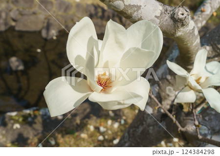 ハクモクレンの花 ハクモクレンの花 124384298