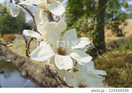 ハクモクレンの花 ハクモクレンの花 124384299