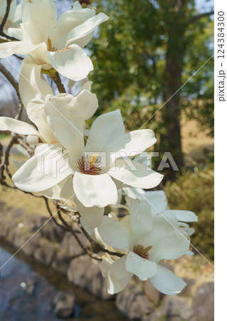 ハクモクレンの花 ハクモクレンの花 124384300