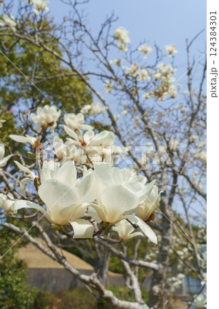 ハクモクレンの花 ハクモクレンの花 124384301