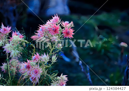 愛知県あま市・鳳凰山甚目寺 124384427