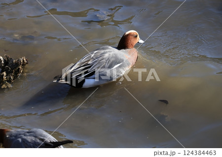 稲毛海浜公園に来た冬の渡り鳥ヒドリガモ 124384463