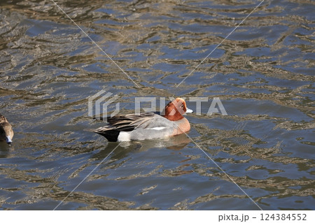 稲毛海浜公園に飛来したヒドリガモ 124384552