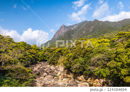 新録若葉 世界自然遺産モッチョム岳と鯛之川 屋久島(春 新録若葉 世界自然遺産モッチョム岳と鯛之川 屋久島(春 124384604
