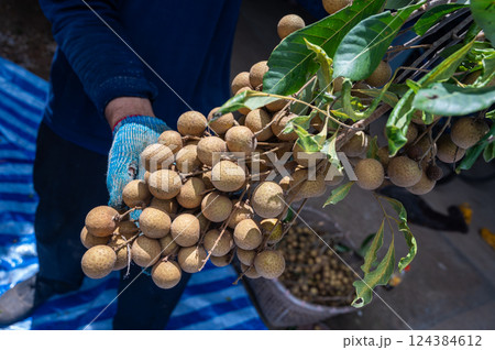 Gardener holding Longan fruit after harvesting. Gardener holding Longan fruit after harvesting. 124384612