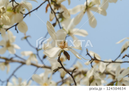 春に咲くコブシの花 124384634