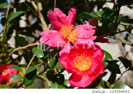 早春に咲く雪国の山茶花の花 124384641