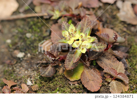 春の湿った雑木林の半日陰土壌に可憐なネコノメソウの原始的な黄緑色の花が咲く（自然環境マクロ撮影） 124384871