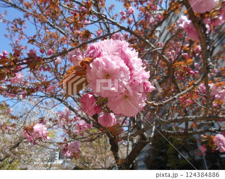 山桜 124384886