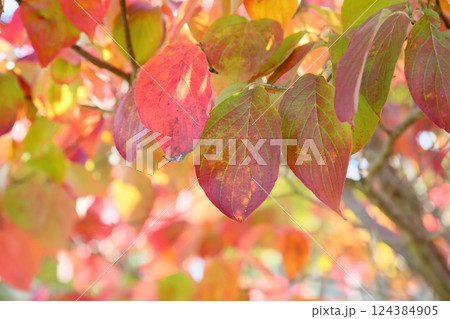 鮮やか　紅葉　ハナミズキの葉 124384905