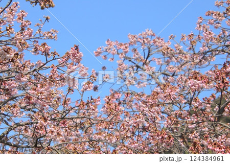 宗像市の鎮国寺の早咲きさくら、 宗像市の鎮国寺の早咲きさくら、 124384961