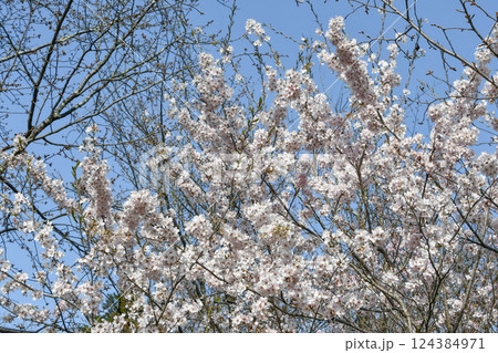 カラミザクラ 124384971