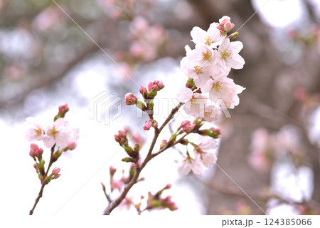 やっと咲いた やっと咲いた 124385066