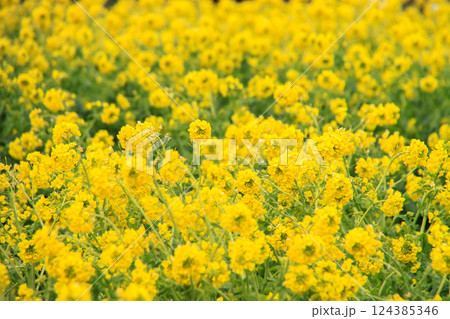 菜の花 124385346