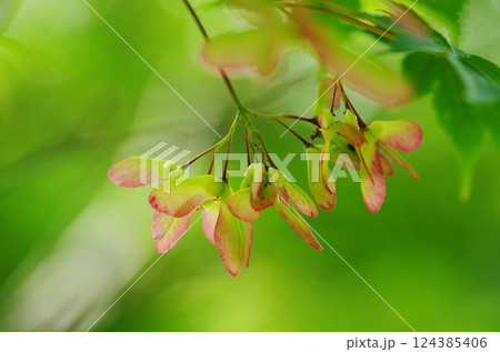 モミジの実 モミジの実 124385406