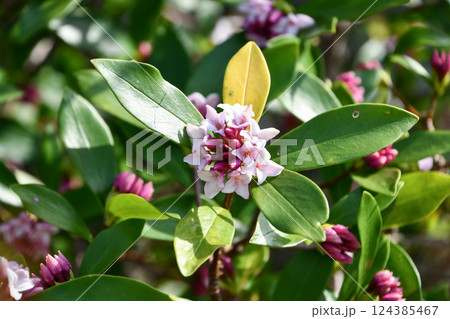 ジンチョウゲ 124385467