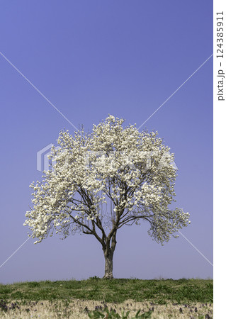 一本の大木と青空、満開に咲いたコブシの白い花 124385911