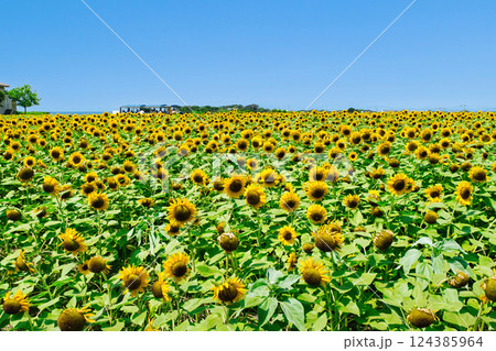 横須賀市　ソレイユの丘　ひまわり畑 124385964