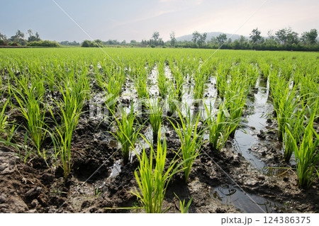 Rice plants are growing in rows in the rice fields at the beginning of the growing season. Rice plants are growing in rows in the rice fields at the beginning of the growing season. 124386375