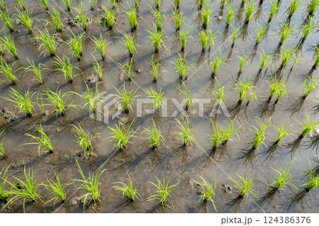 Top view of green rice plants growing in a rice field. Top view of green rice plants growing in a rice field. 124386376