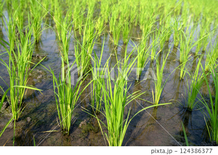 Lush green rice plants at the beginning of the growing season. Lush green rice plants at the beginning of the growing season. 124386377