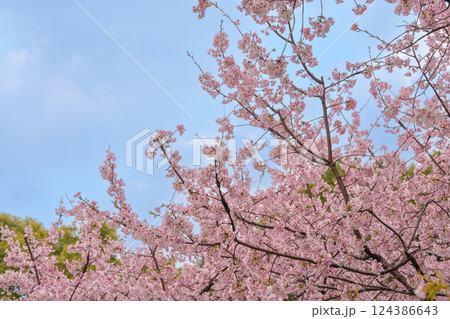 無人 桜 さくら 124386643