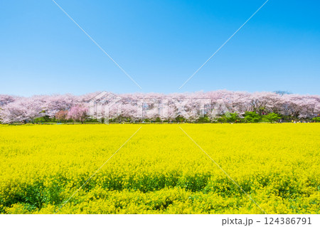 権現堂桜堤 124386791