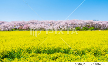 権現堂桜堤 124386792